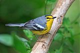 St. Lucia Warbler